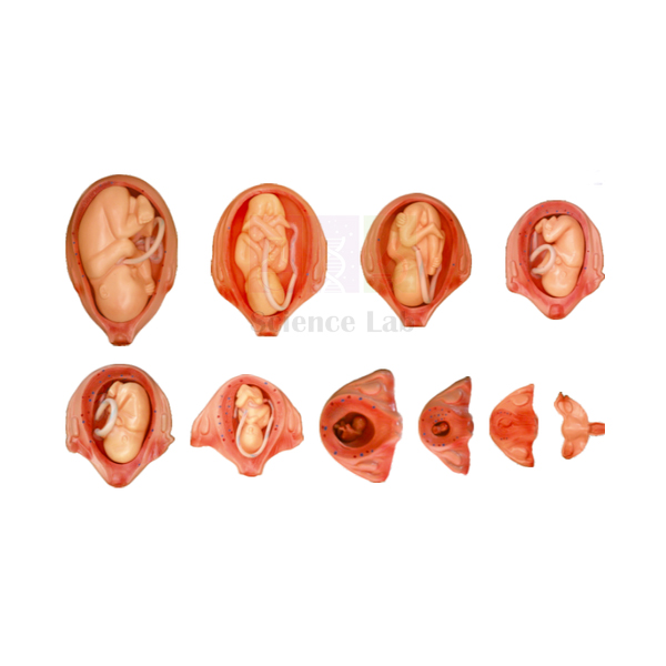 Human Embryo Set, PVC